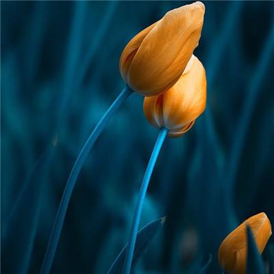 欧意在线登录-登录入口